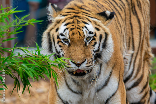 Tiger Eyeing Up His Food