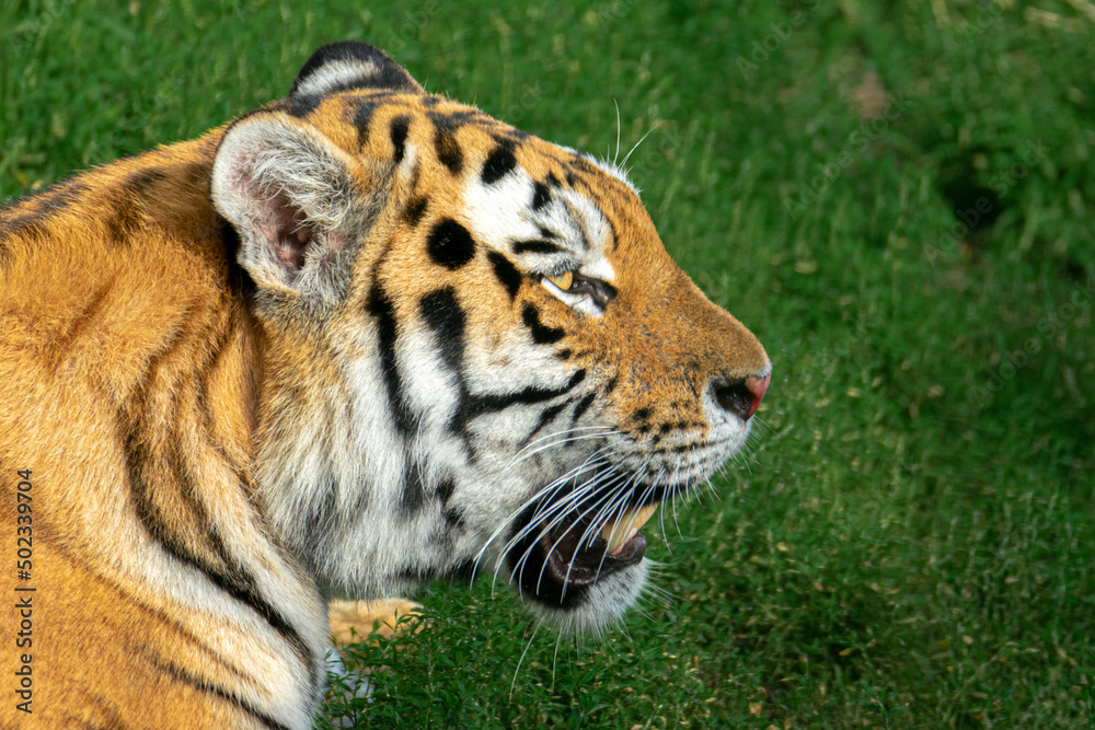 Naklejka premium Tiger Profile