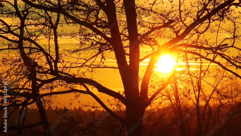 Intensive bold orange and yellow sunset in the forest. Intensive bold orange and yellow sunset in the forest.