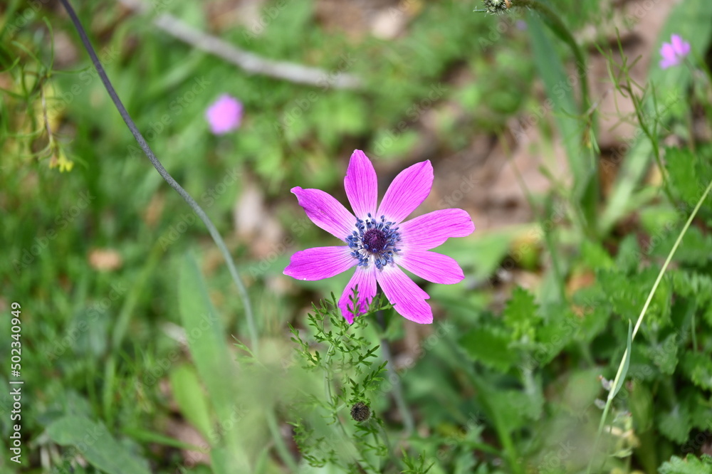 Anemone hortensis L.
Broad-leaved anemone, Star anemone
Anemone hortensis L.
Broad-leaved anemone, Star anemone