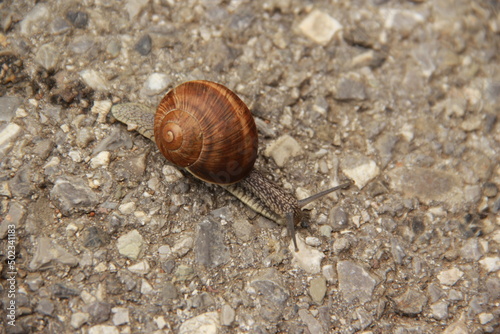 Small snail on asphalt. Lucky to be alive, because of traffic.