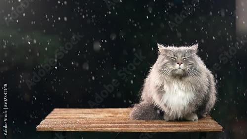 maine coon cat sitting on wooden table outdoors in rain or sleet observing the area at night photo