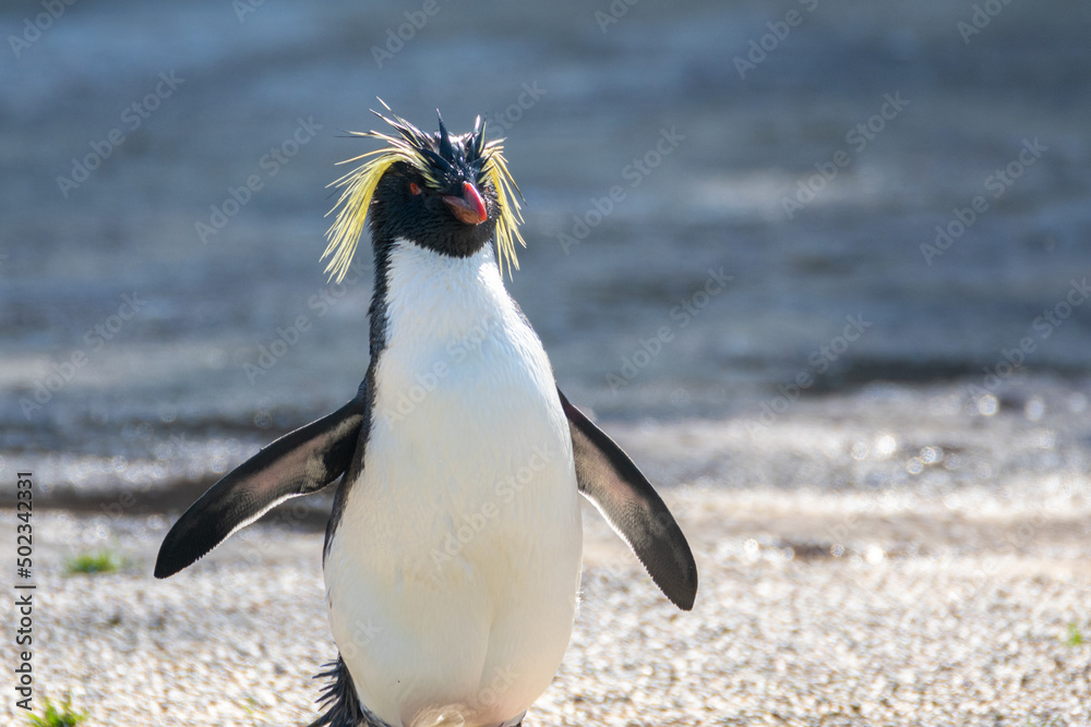 Fototapeta premium Rockhopper Penguin