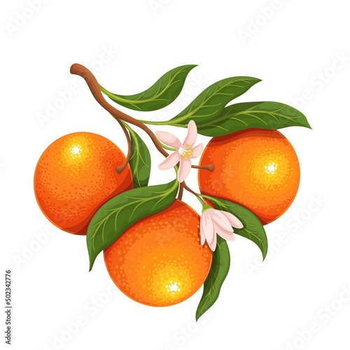 Blossoming branch of tangerine or mandarin with fruits. Tangerine plant flowers with leaves. Orange tropical fruits vector illustration.
