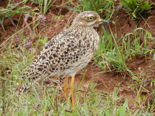 Selective of a stone-curlew (Burhinus oedicnemus) in grass photo