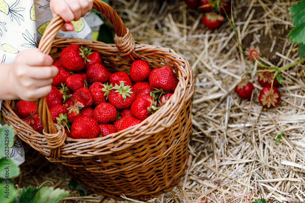 Closeup of little toddler girl picking and eating healthy strawberries on organic berry farm in summer, on sunny day. Child helps. Kid on strawberry plantation field, ripe red berries.