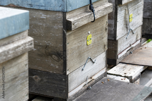 Close-up of the flight hole of beehives photo