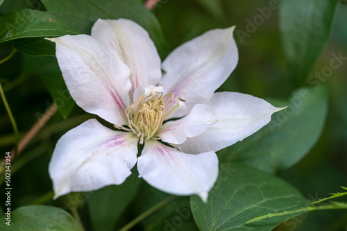 Clematis Andromeda, a large flowered clematis vine with white flowers and pink central stripes on each petal