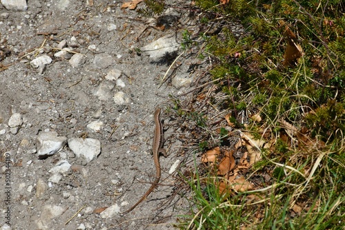 Horvath's rock lizard (Iberolacerta horvathi) reptile photo