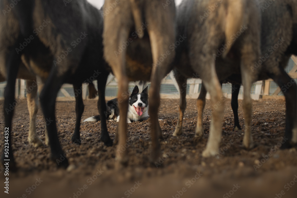 Border collie dog gathers the sheep together Border collie dog gathers the sheep together