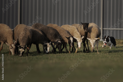 Border collie dog gathers the sheep together