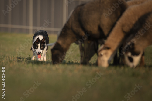 Border collie dog gathers the sheep together