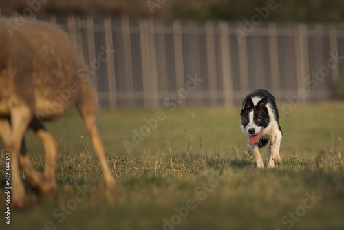 Border collie dog gathers the sheep together