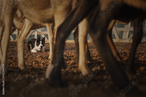 Border collie dog gathers the sheep together