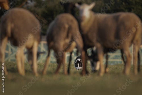 Border collie dog gathers the sheep together