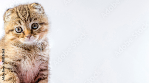 Fototapeta Naklejka Na Ścianę i Meble -  beautiful kitten. portrait of a British breed kitten on a white background with an empty space for texts and inscriptions