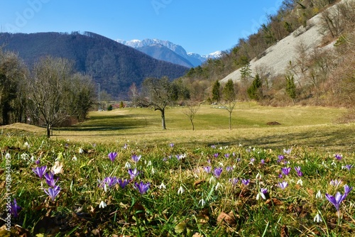Springtime meadow with common snowdrop (Galanthus nivalis) and spring crocus, giant crocus (Crocus vernus) flowers in near Tolmin in Severna Primorska, Slovenia