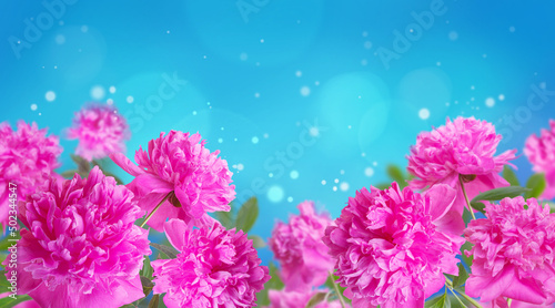 Fototapeta Naklejka Na Ścianę i Meble -  Beautiful floral design of pink flower peonys. Floral frame for congratulations. Pink flower peony flowering in peonies garden. Nature.