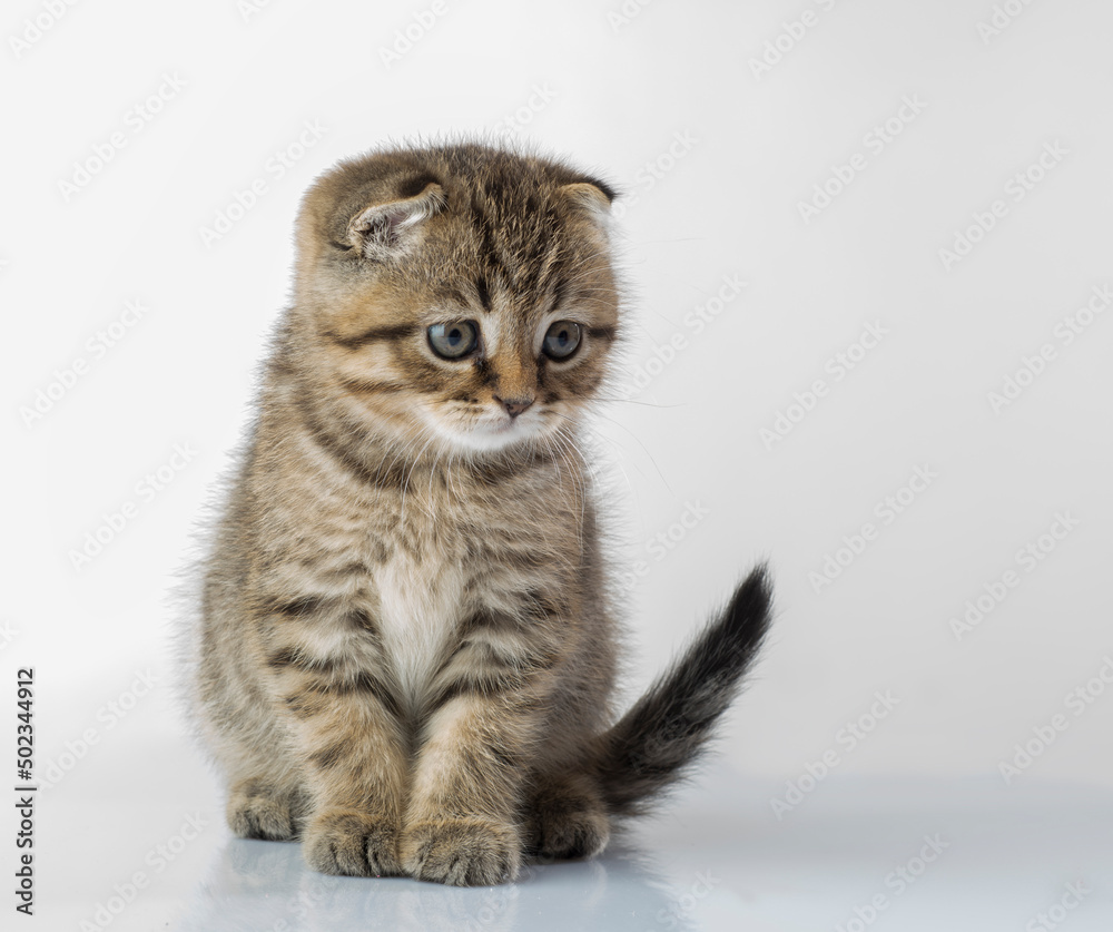 beautiful kitten. portrait of a British breed kitten on a white background with an empty space for texts and inscriptions