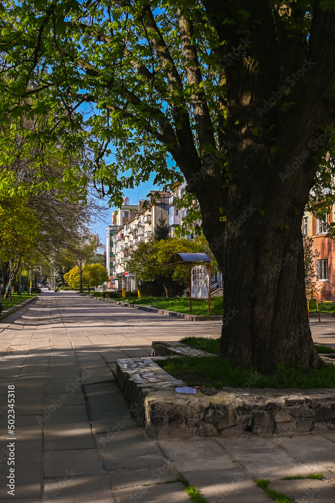 large green tree grows from under the asphalt in the middle of the alley. large green tree grows from under the asphalt in the middle of the alley.