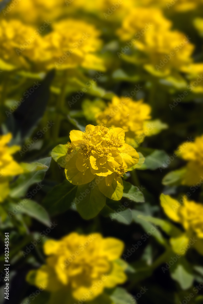 Closeup of flowers of Euphorbia epithymoides in a garden in Spring Closeup of flowers of Euphorbia epithymoides in a garden in Spring