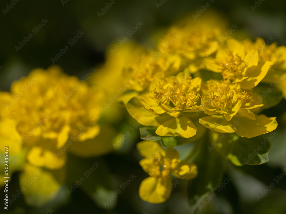 Closeup of flowers of Euphorbia epithymoides in a garden in Spring Closeup of flowers of Euphorbia epithymoides in a garden in Spring