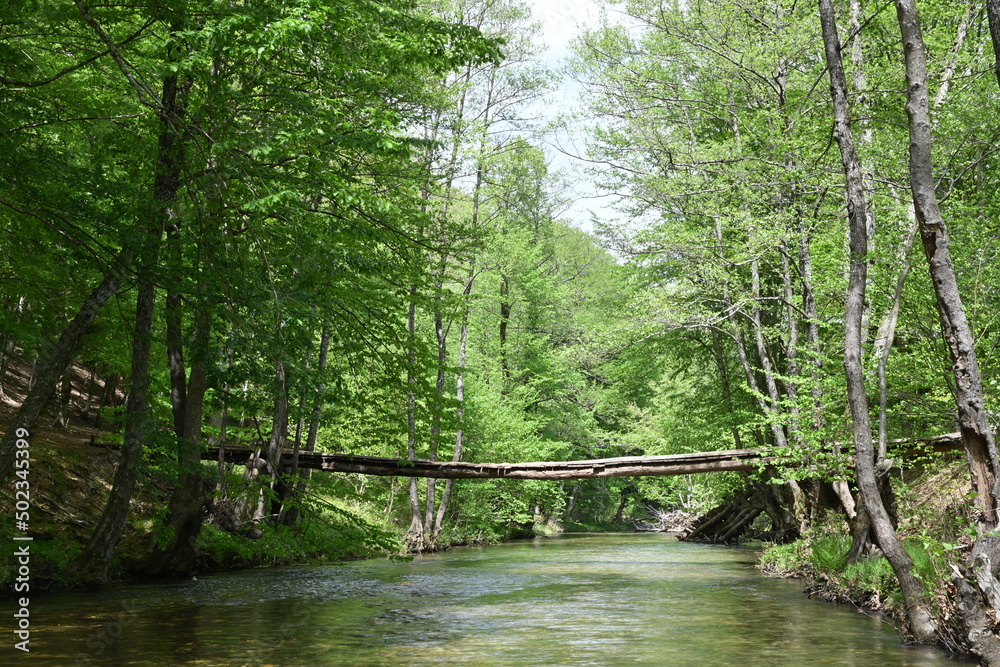 Obraz premium wooden bridge in the forest