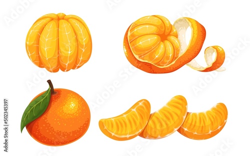 Peeled whole tangerine or mandarin vector illustration. Whole tangerine with leaf, peeled mandarin fruit with twist skin, Mandarin or tangerine slices, vector illustration.