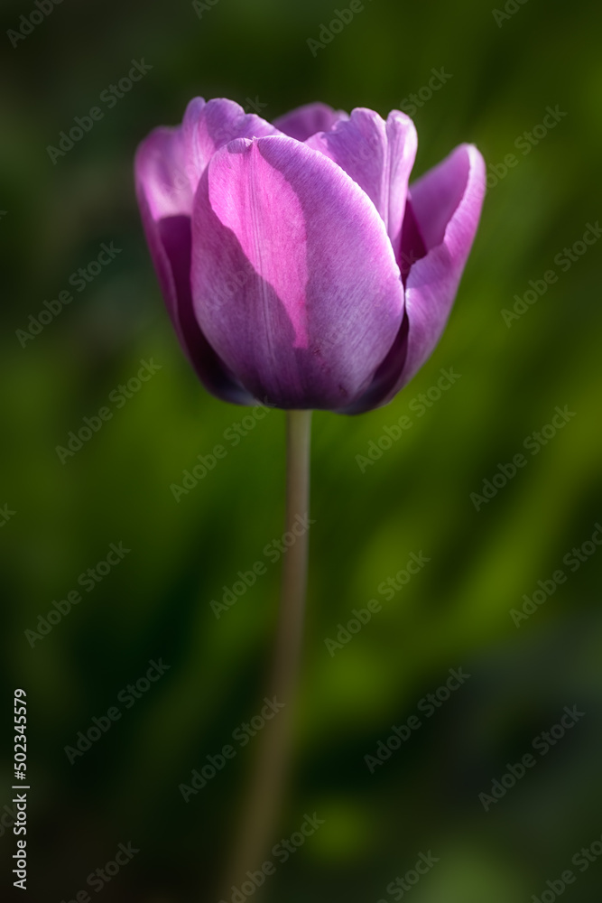 Closeup of flower of Tulipa 'Bleu Aimable' in a garden in Spring Closeup of flower of Tulipa 'Bleu Aimable' in a garden in Spring