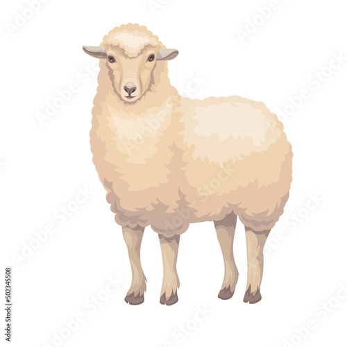 Merino sheep. Farm animal, ewe vector illustration cartoon style.