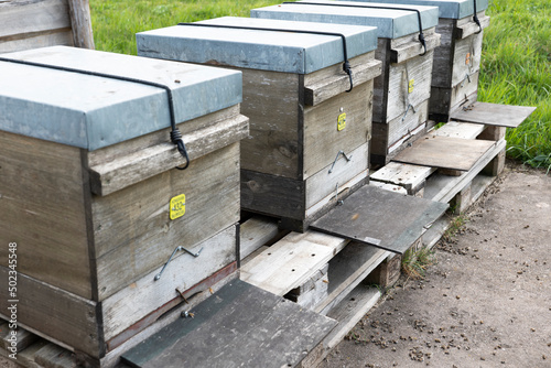 Several beehives with dead bees, bee mortality in spring photo