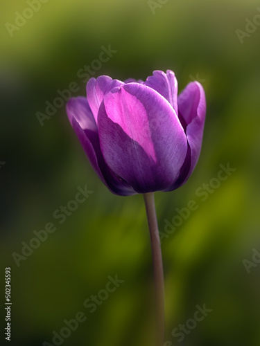 Closeup of flower of Tulipa  Bleu Aimable  in a garden in Spring