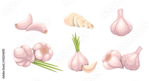 Garlic set, vegetable vector illustration. Whole heads, heaps whole and sliced garlic cloves. Common seasoning worldwide, spice and food flavoring.
