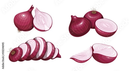 Red onions whole, half and quarter. Onion vegetable sliced circle, vector illustration.