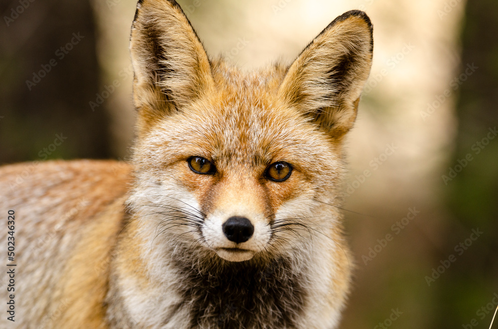 red fox (vulpes vulpes) in the mountains looking towards the camera red fox (vulpes vulpes) in the mountains looking towards the camera