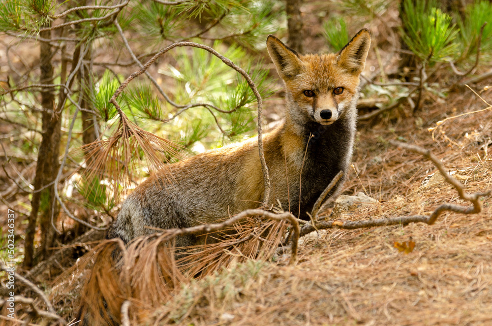 specimen of red fox (vulpes vulpes) walks among the pines specimen of red fox (vulpes vulpes) walks among the pines