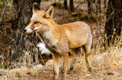 specimen of red fox (vulpes vulpes) walks among the pines © Carlos Cid