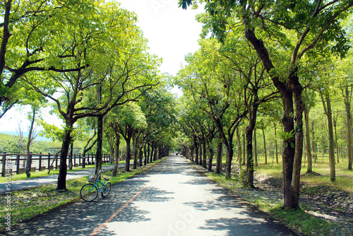 The sun-drenched natural scenery, the trees on both sides and the road in the mi Fototapeta