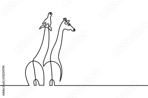 Giraffes in continuous line art drawing style. Black linear design isolated on white background. Vector illustration