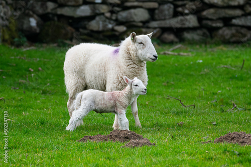 Mother Sheep And Her Lamb
