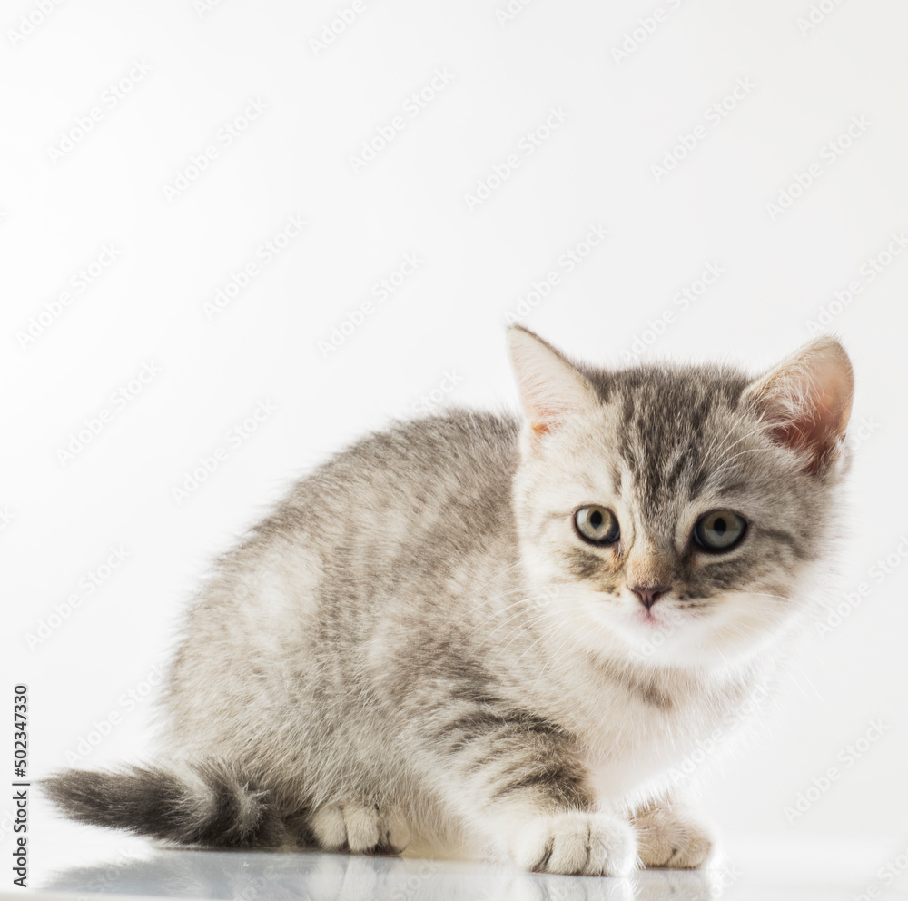 beautiful kittens portrait. British breed kittens in motion on a white background studio in full growth
beautiful kittens portrait. British breed kittens in motion on a white background studio in full growth