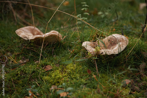 Mushrooms grow in moss. Сoniferous forest photo