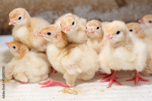 A brood of domestic turkeys