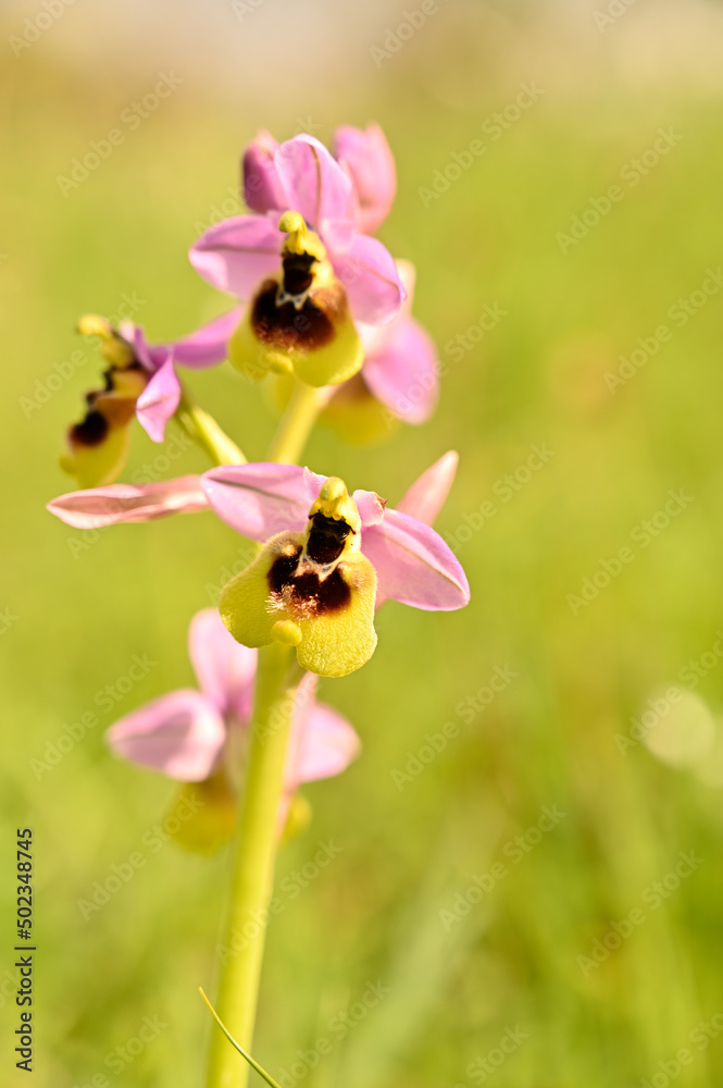 Orquideas silvestres del sr de España