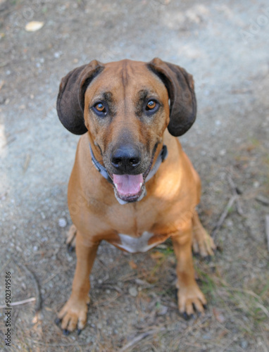 rhodesian ridgeback sitzend hund