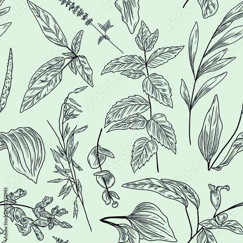 Hand drawn seamless vector texture with herbal plants, herbs, mint leaves, mint plant branch, sage brush plant, oat plant, plantain leaves, eucalyptus leaf