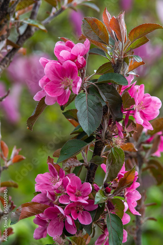 pink apple blossom close up photo made outside