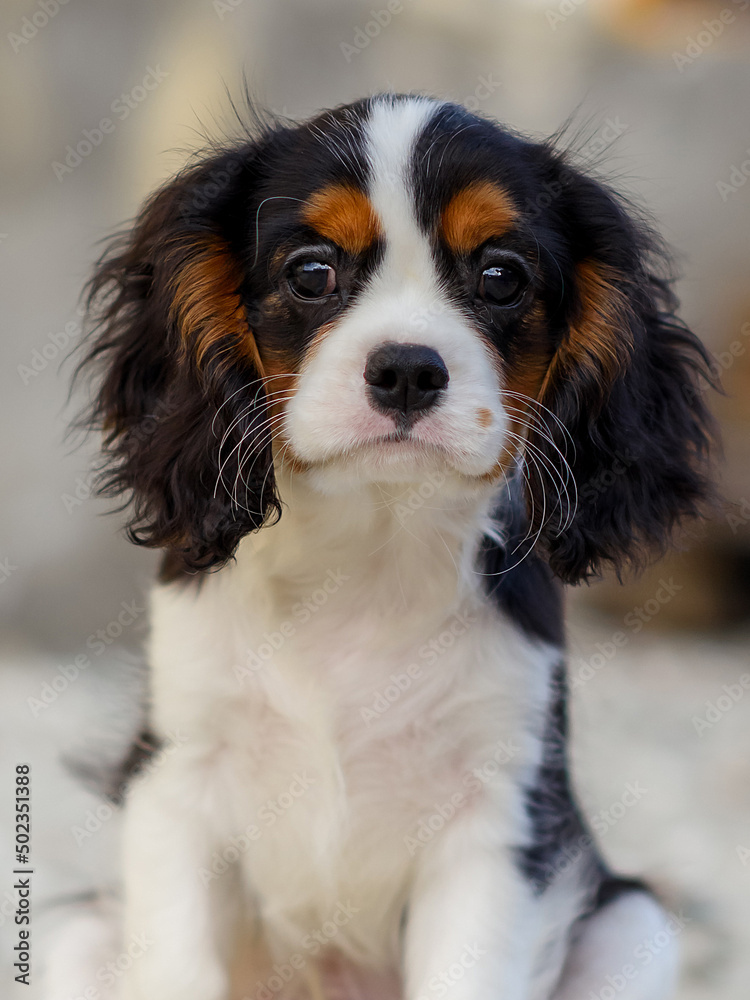 dog puppy 3 months old cavalier king charles spaniel for a walk in the summer in the park dog puppy 3 months old cavalier king charles spaniel for a walk in the summer in the park