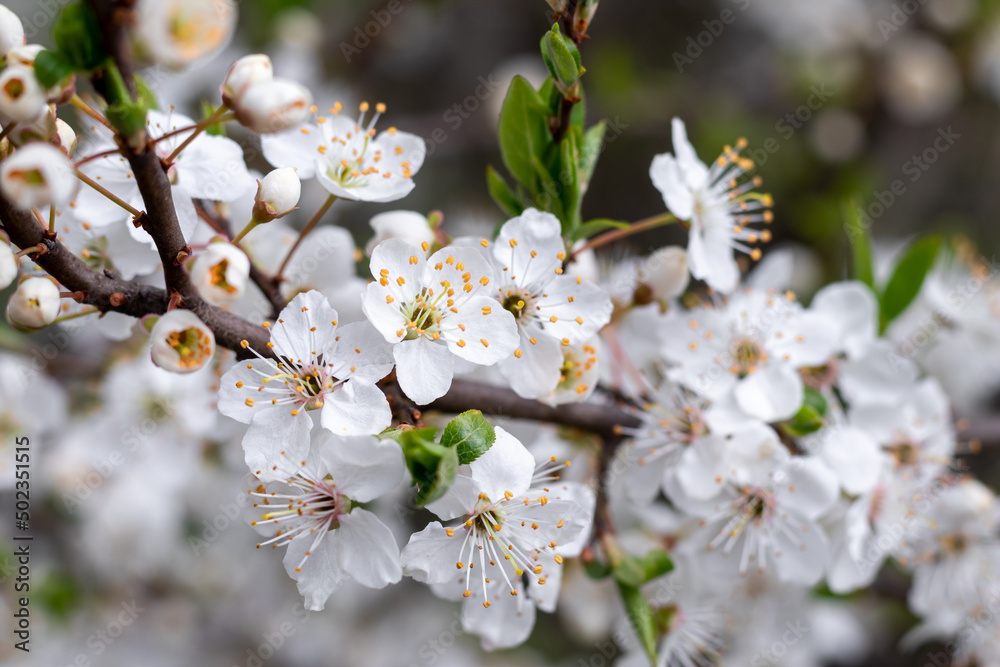 White Cherry Flowers. Beautiful flowering fruit trees. Background with blooming flowers in spring day. White Cherry Flowers. Beautiful flowering fruit trees. Background with blooming flowers in spring day.