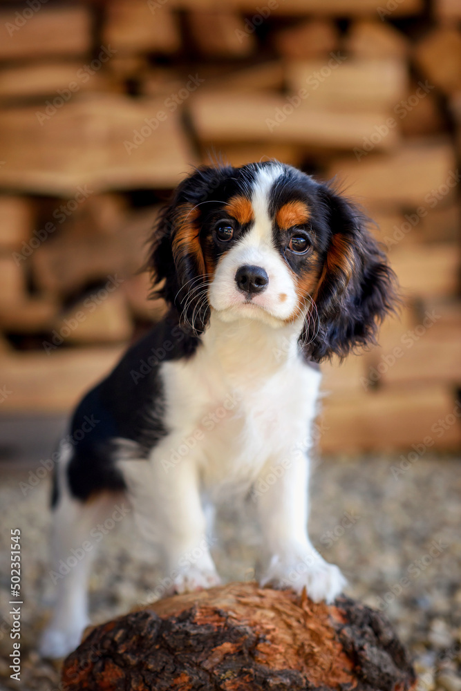 dog puppy 3 months old cavalier king charles spaniel for a walk in the summer in the park dog puppy 3 months old cavalier king charles spaniel for a walk in the summer in the park